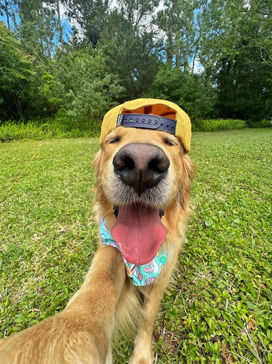 Crate-Training-Your-Dog Luck