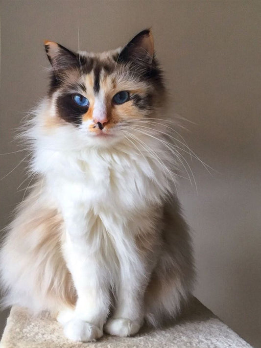 When-To-Adopt-a-New-Pet-After-the-Previous-One-Passed-Away Luck