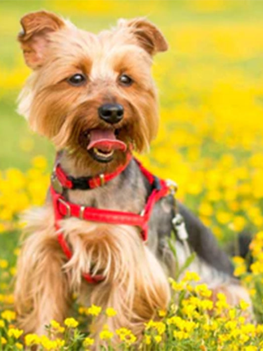 How-To-Take-Good-Pictures-Of-Your-Pet Luck