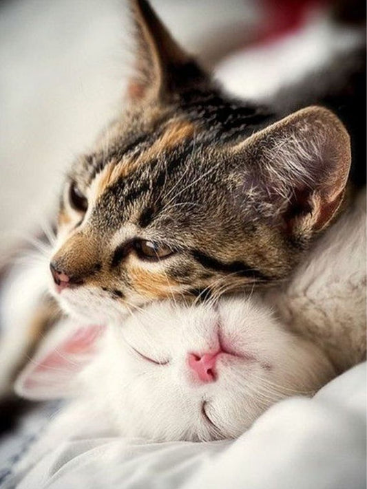 Why-Should-Cats-Get-a-BNP-Test-Before-Spaying-or-Neutering Luck
