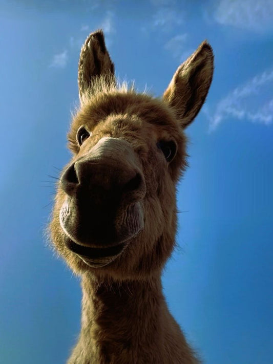 Peaceful-Pastures-Donkey-Rescue-June-2024-Shelter-Spotight Luck