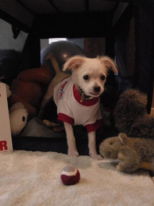 Crate-Training-10-Tips-To-Help-Your-New-Dog-Love-It Luck