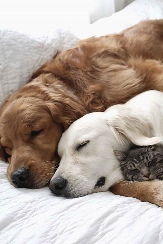 Coping-with-Grief-Dog-Passing-Quotes-and-How-They-Provide-Comfort Luck