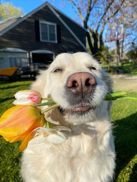Why-Does-my-Dog-Lick-His-Butt Luck