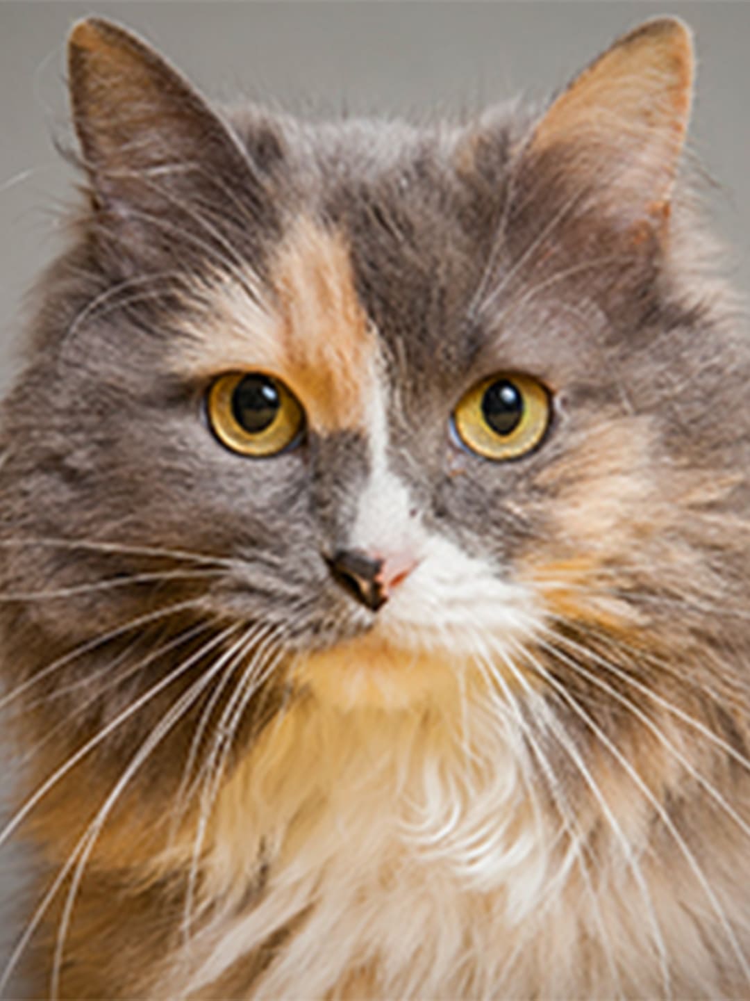 Your-Cat-s-War-against-Big-Bad-Infectious-Diseases Luck
