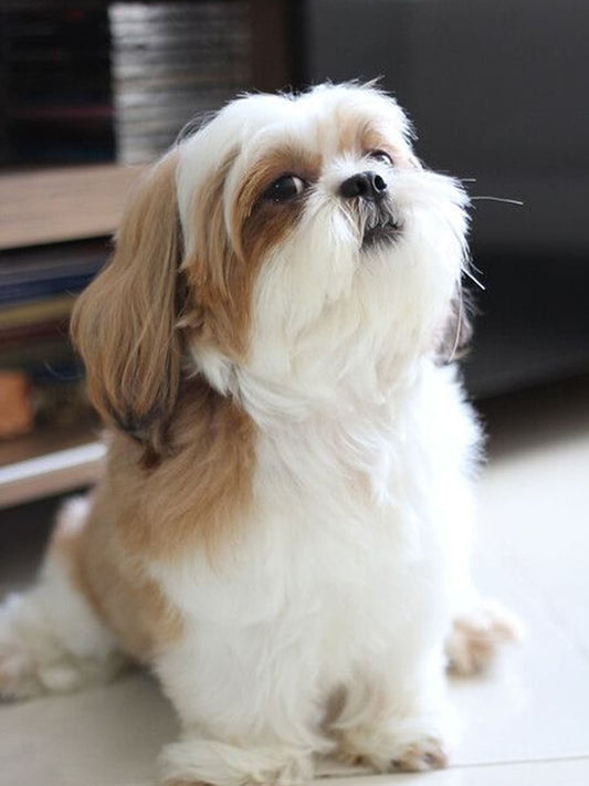 Two-older-shih-tzu-dogs-one-perfect-home Luck