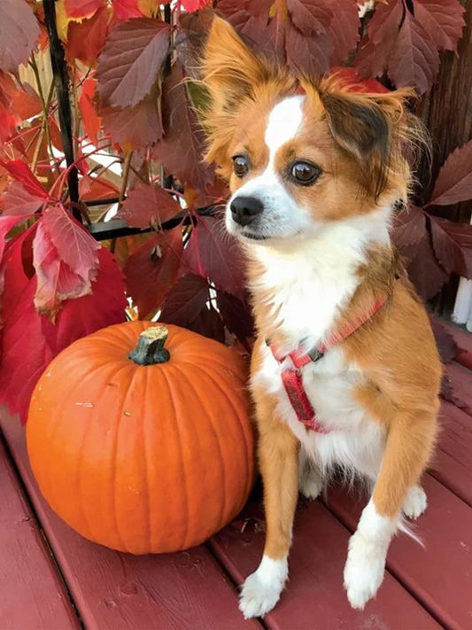 I-Adopted-My-First-Dog-at-65-and-It-Changed-Everything Luck