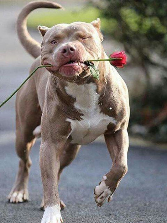Wags-to-riches-Patrick-Stewart-and-his-foster-pit-bull-terrier Luck