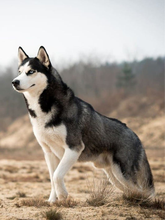 How-a-Husky-Changed-My-Life-A-Tribute-to-Yuki-My-Brave-and-Loyal-Companion Luck