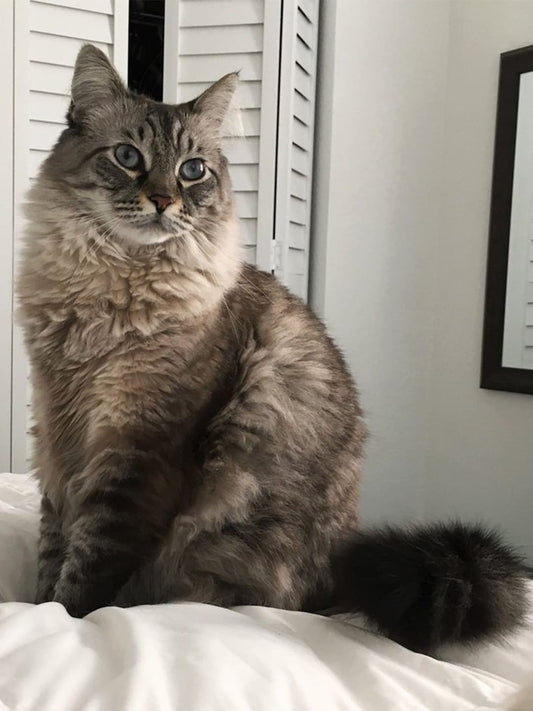 A Siamese cat with blue eyes sits on the bed