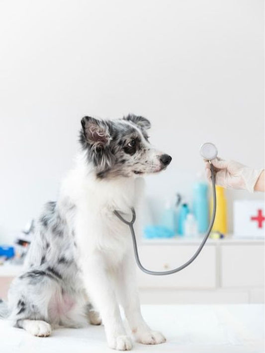A Border Collie squats while being treated by a doctor