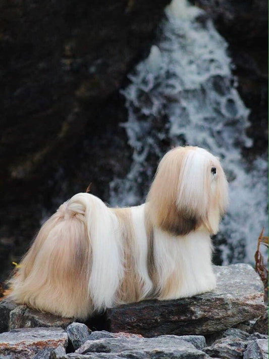 Bobby-s-Journey-A-Lhasa-Apso-s-Healing-Story Luck