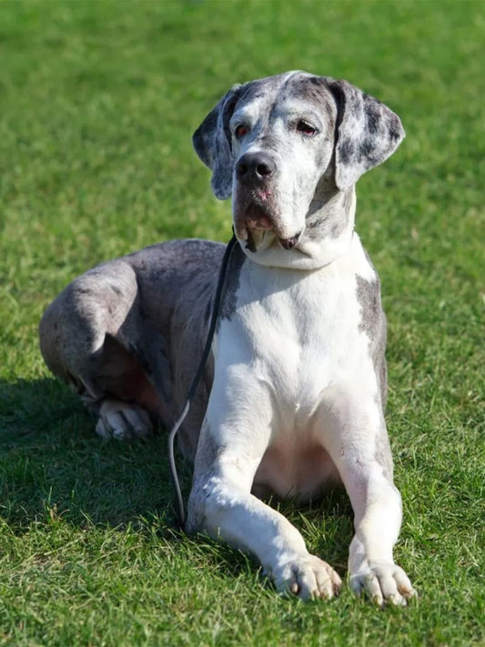 Great-Dane-s-Determination-Helps-Reunite-Missing-Kitten Luck