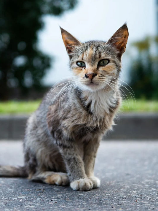 Cat-Finds-Winter-Comfort-in-Warm-Bed Luck