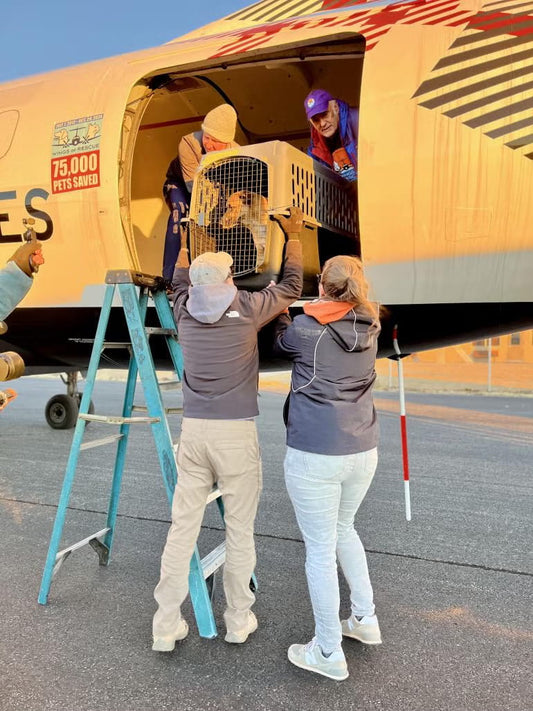 Fires-inspire-support-for-pets-in-L.A.-shelters Luck