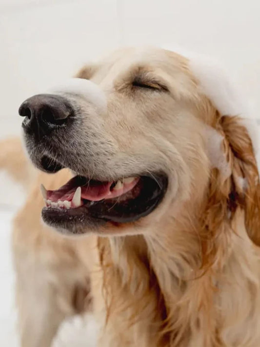 Golden-Retriever-s-Bath-Routine-Wins-HeartsGolden-Retriever-s-Bath-Routine-Wins-Hearts Luck