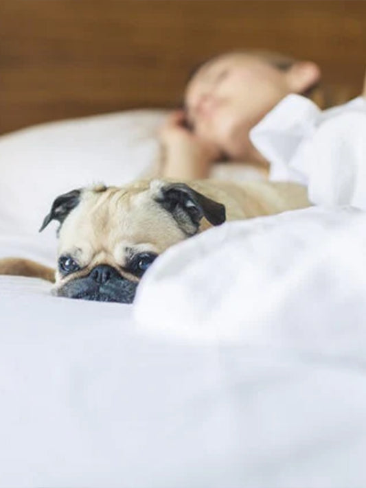 New-Research-Shows-That-Women-Sleep-Better-Sharing-a-Bed-With-Their-Dog Luck