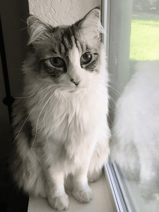 A cat crouching by the window