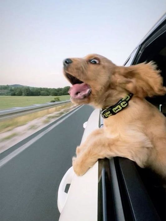 Is-My-Dog-Happy-13-Telltale-Signs-Your-Dog-is-Happy Luck