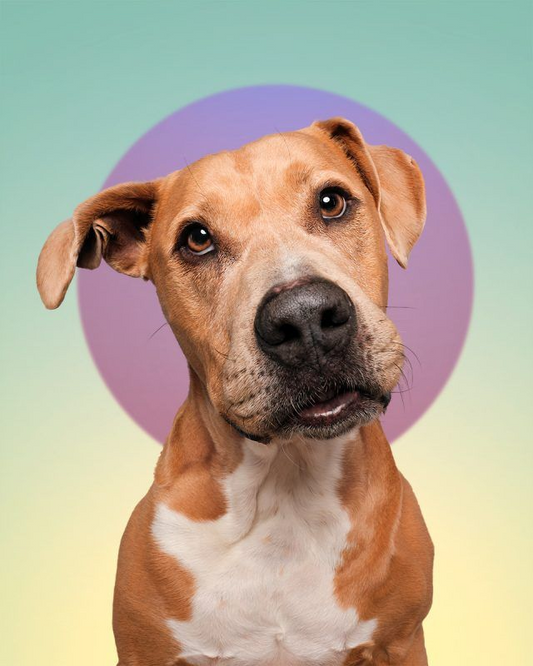 Coping-with-Pet-Loss-What-to-Do-When-Your-Dog-Dies Luck