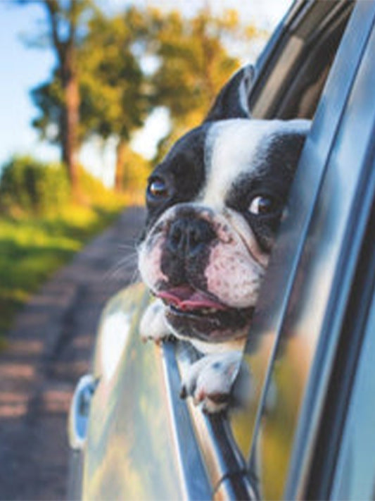 The-Surprising-Truth-About-Dog-People Luck