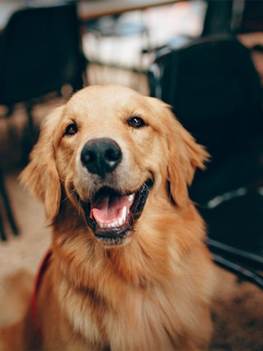 7-Dog-Friendly-Date-Ideas-For-Couples Luck