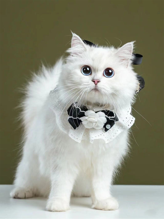 The-Arrival-of-the-Kitten-A-Heartwarming-Twist-in-Solitary-Life Luck