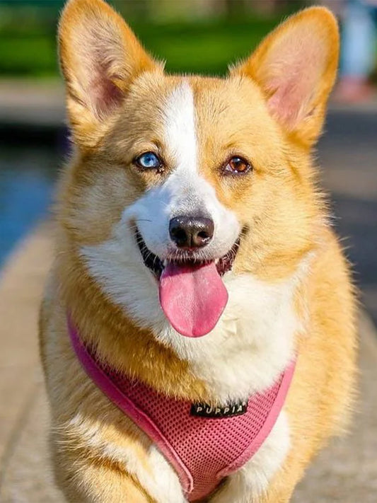 4-Ways-Pets-Make-Us-Happier-and-Healthier Luck
