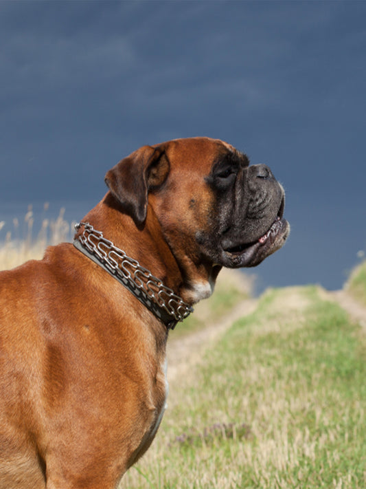 Alleviating-Dog-Separation-Anxiety-in-Dogs-How-to-Treat-and-Soothe-Dog-Separation-Anxiety Luck