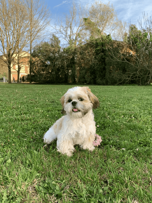 A mixed-breed Bichon Frise stands on the grass with its tongue sticking out excitedly