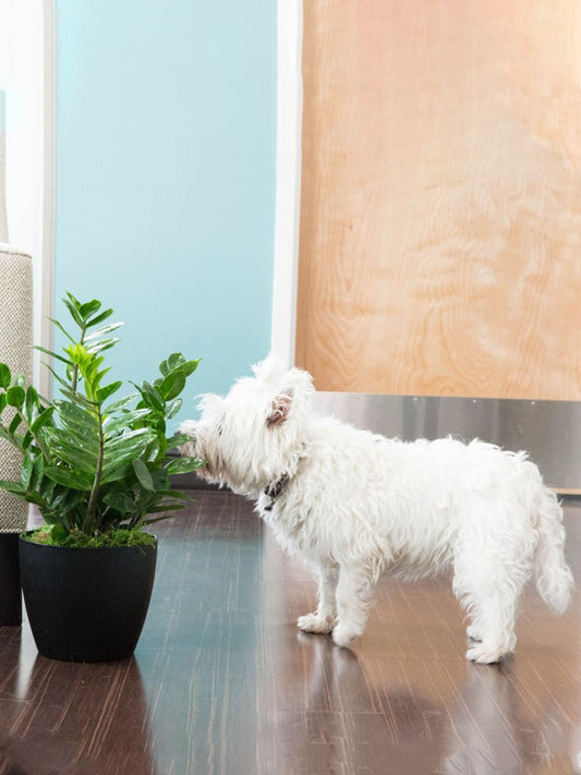 13 Toxic Houseplants for Dogs (and What You Can Do)