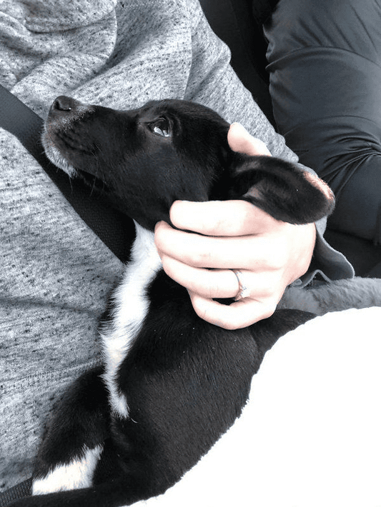 A small black and white puppy with big eyes is cradled in arms. This intimate pet portrait captures a moment of bonding, ideal for showcasing rescue dogs.