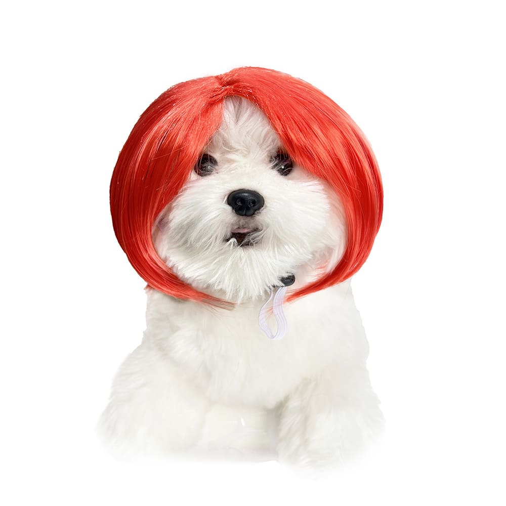 funny cat wearing cosplay wig