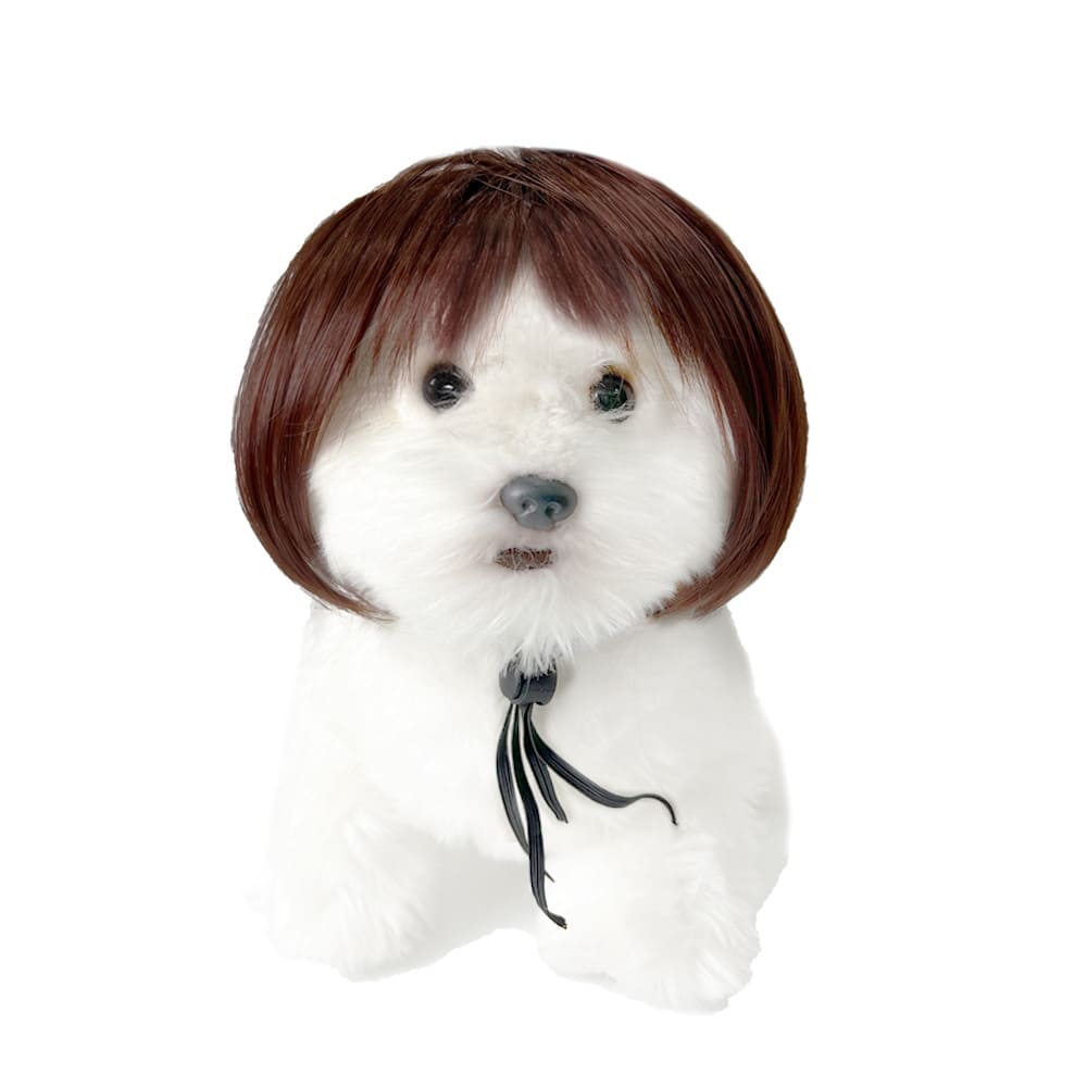 funny cat wearing cosplay wig