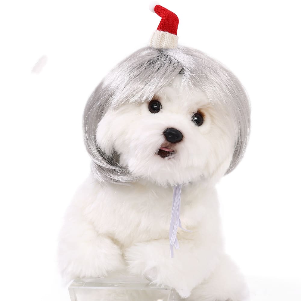 funny cat wearing cosplay wig