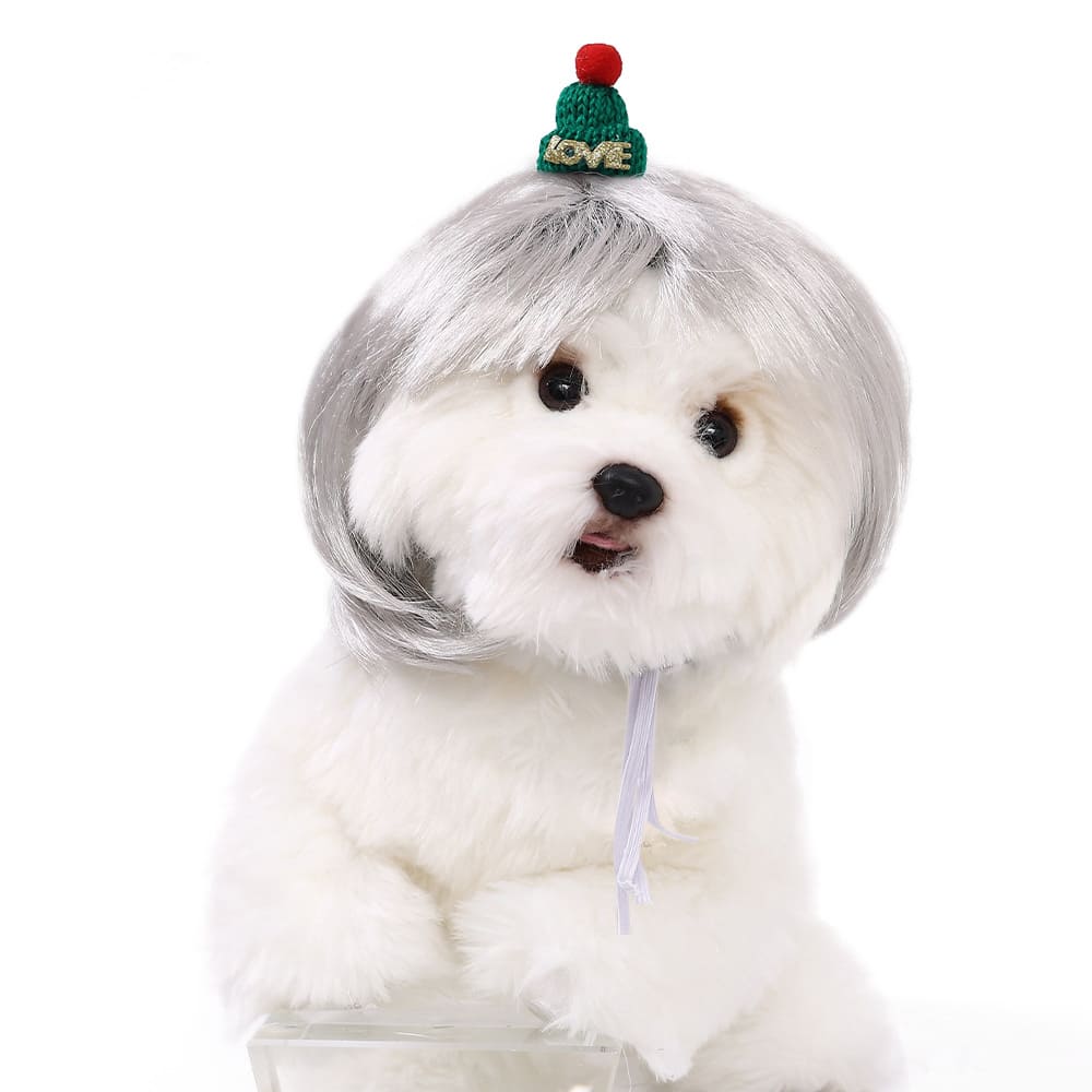 funny cat wearing cosplay wig