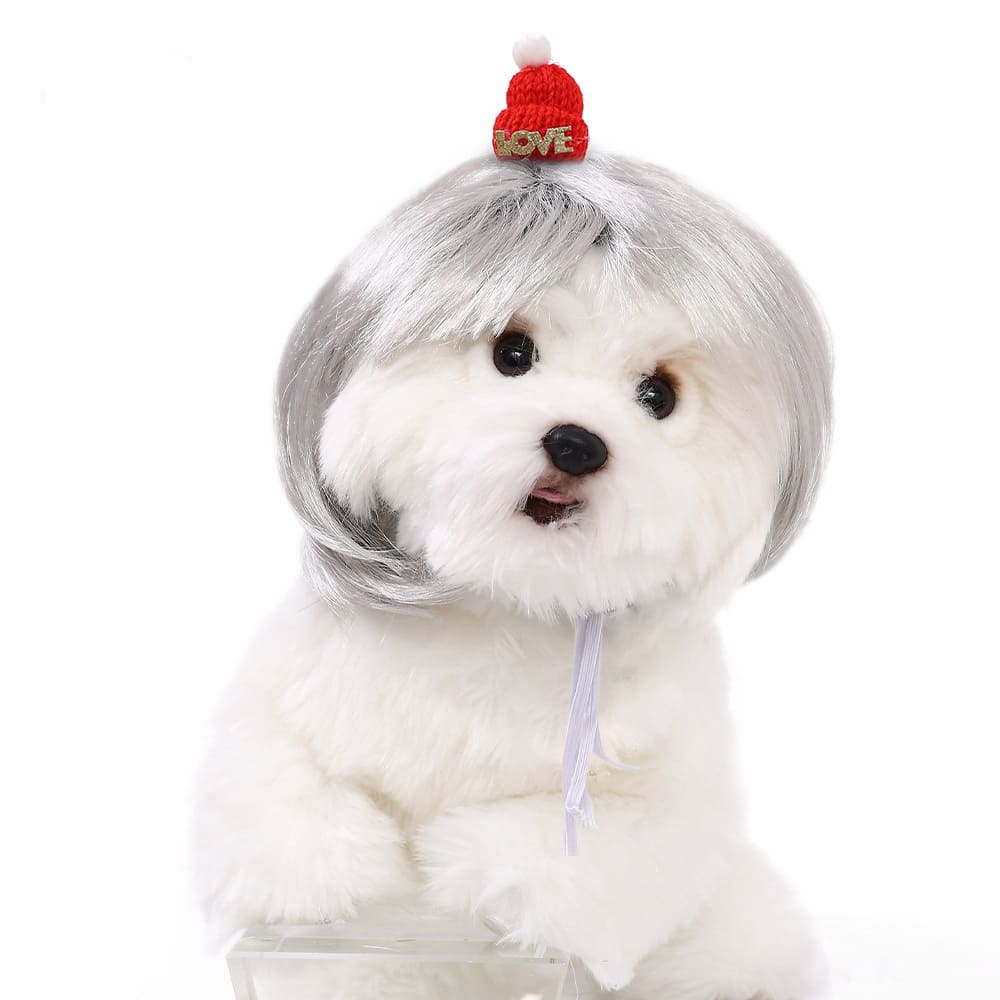 funny cat wearing cosplay wig
