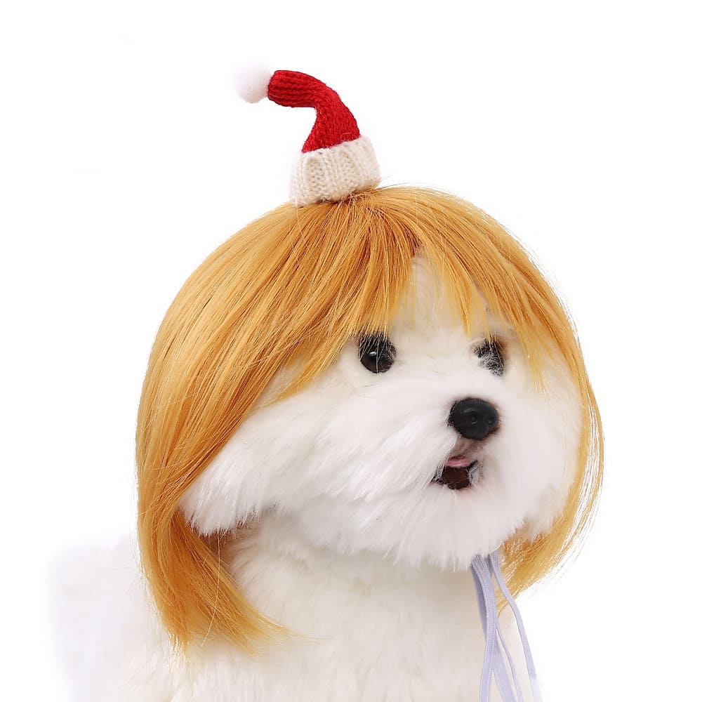 funny cat wearing cosplay wig
