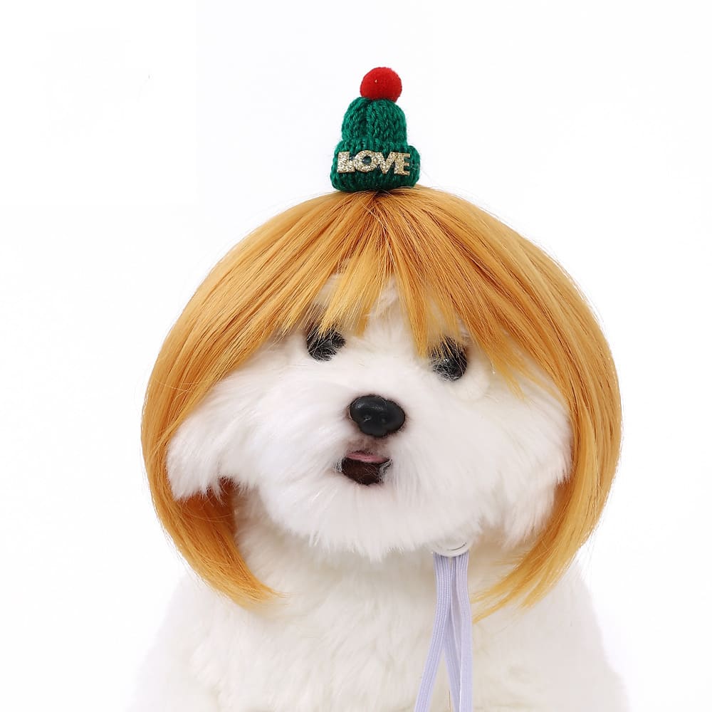 funny cat wearing cosplay wig