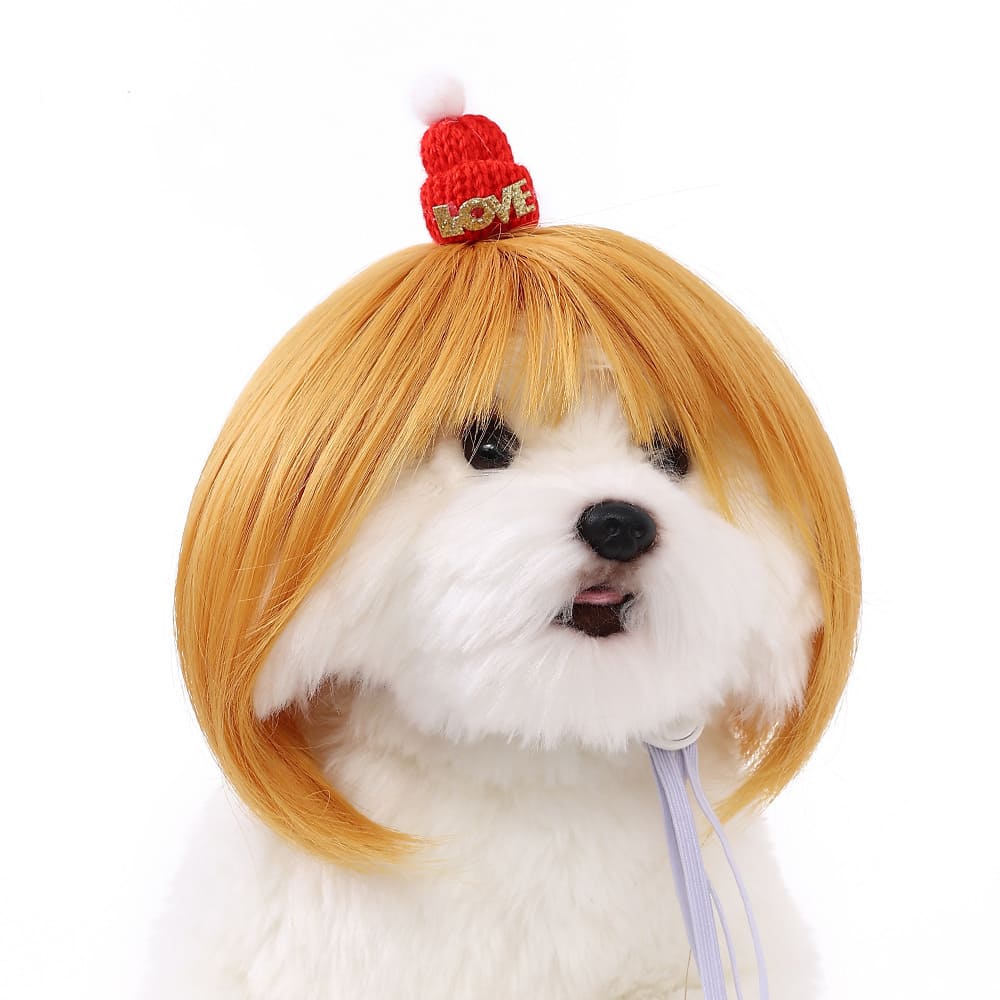 funny cat wearing cosplay wig