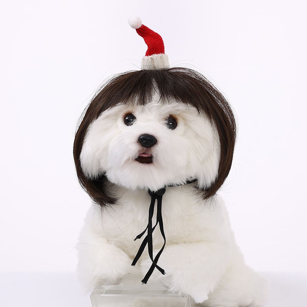 funny cat wearing cosplay wig
