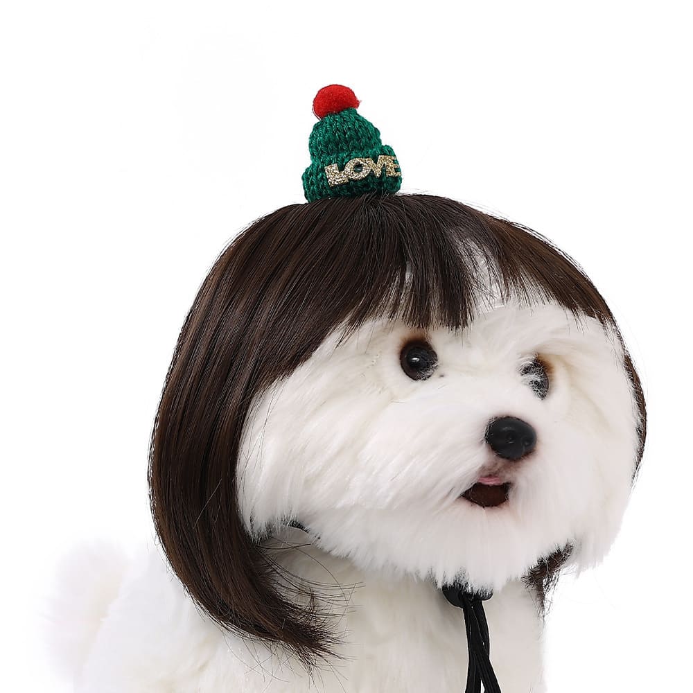 funny cat wearing cosplay wig