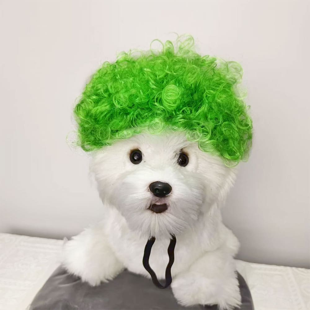 funny cat wearing cosplay wig