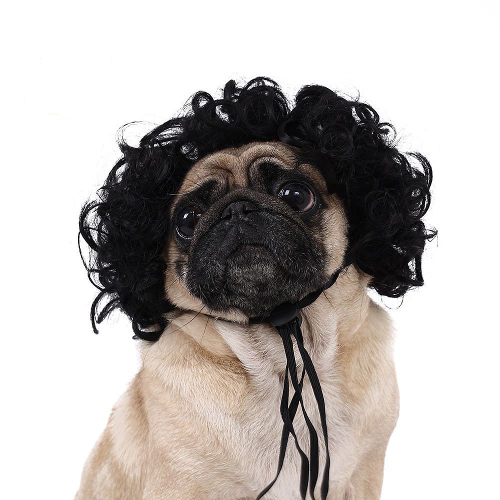 funny cat wearing cosplay wig