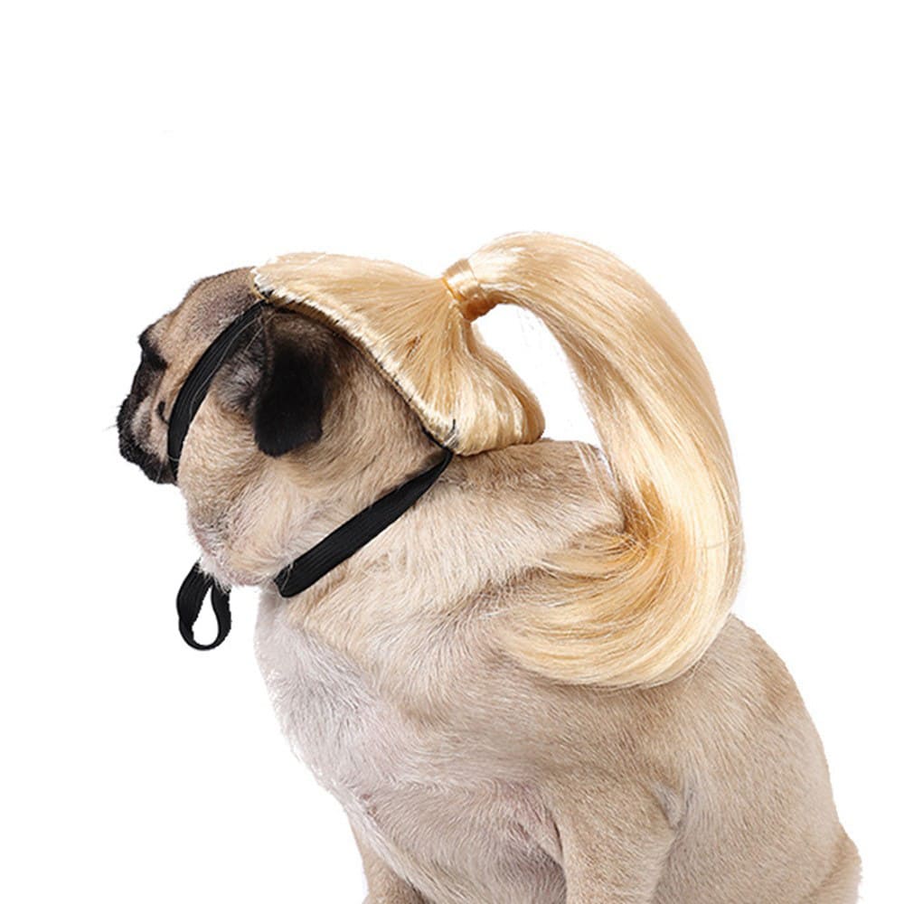 funny cat wearing cosplay wig