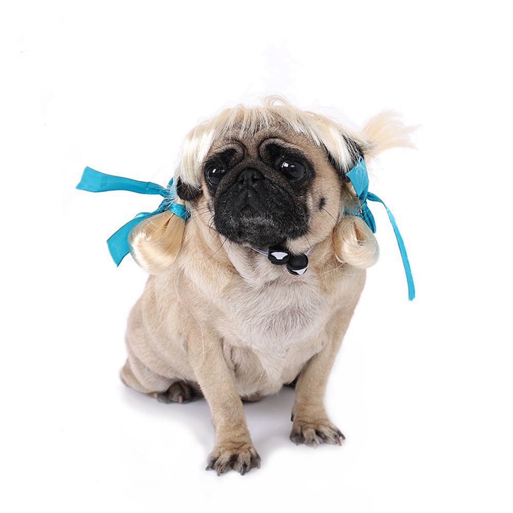 funny cat wearing cosplay wig