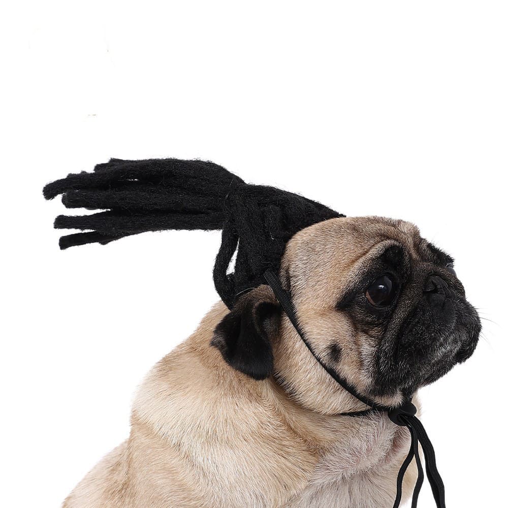 funny cat wearing cosplay wig