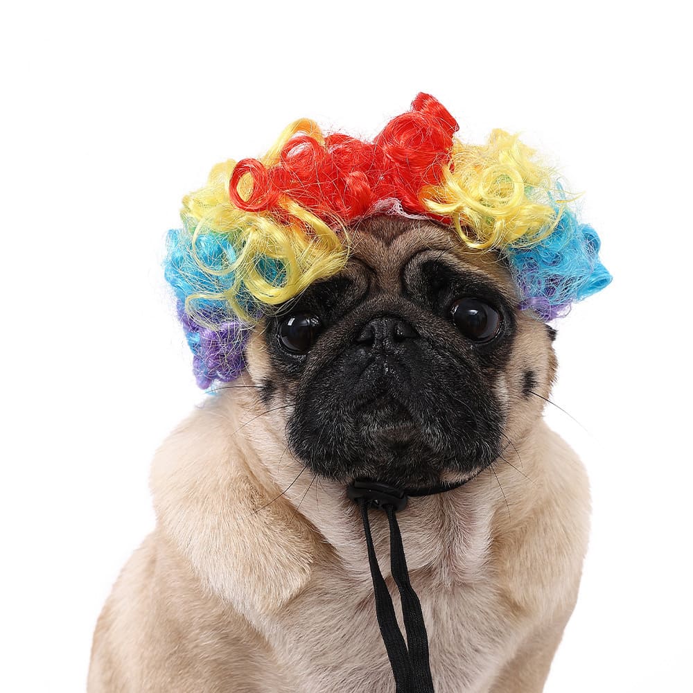 funny cat wearing cosplay wig