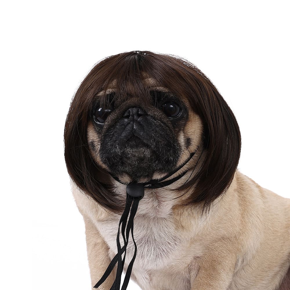 funny cat wearing cosplay wig