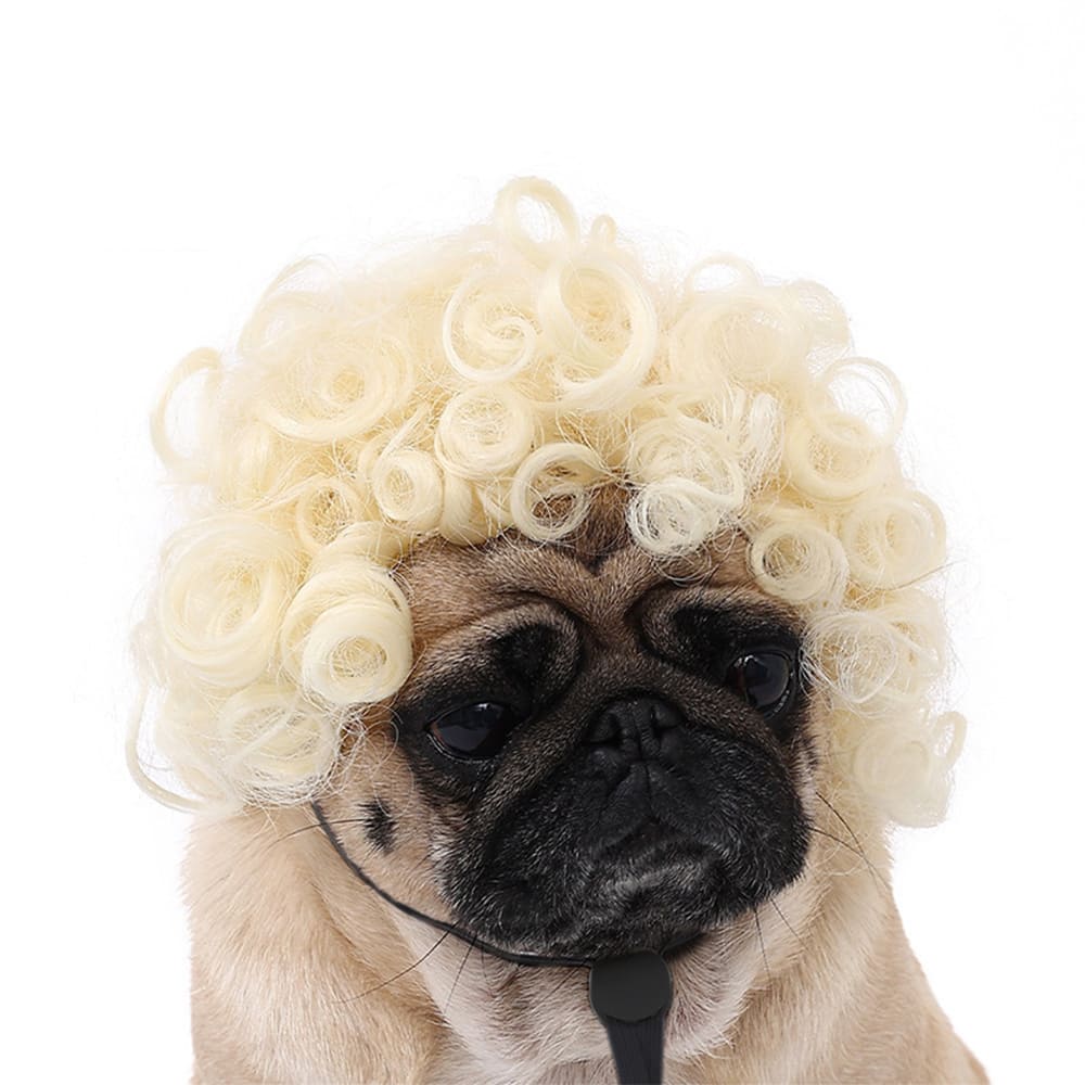 funny cat wearing cosplay wig